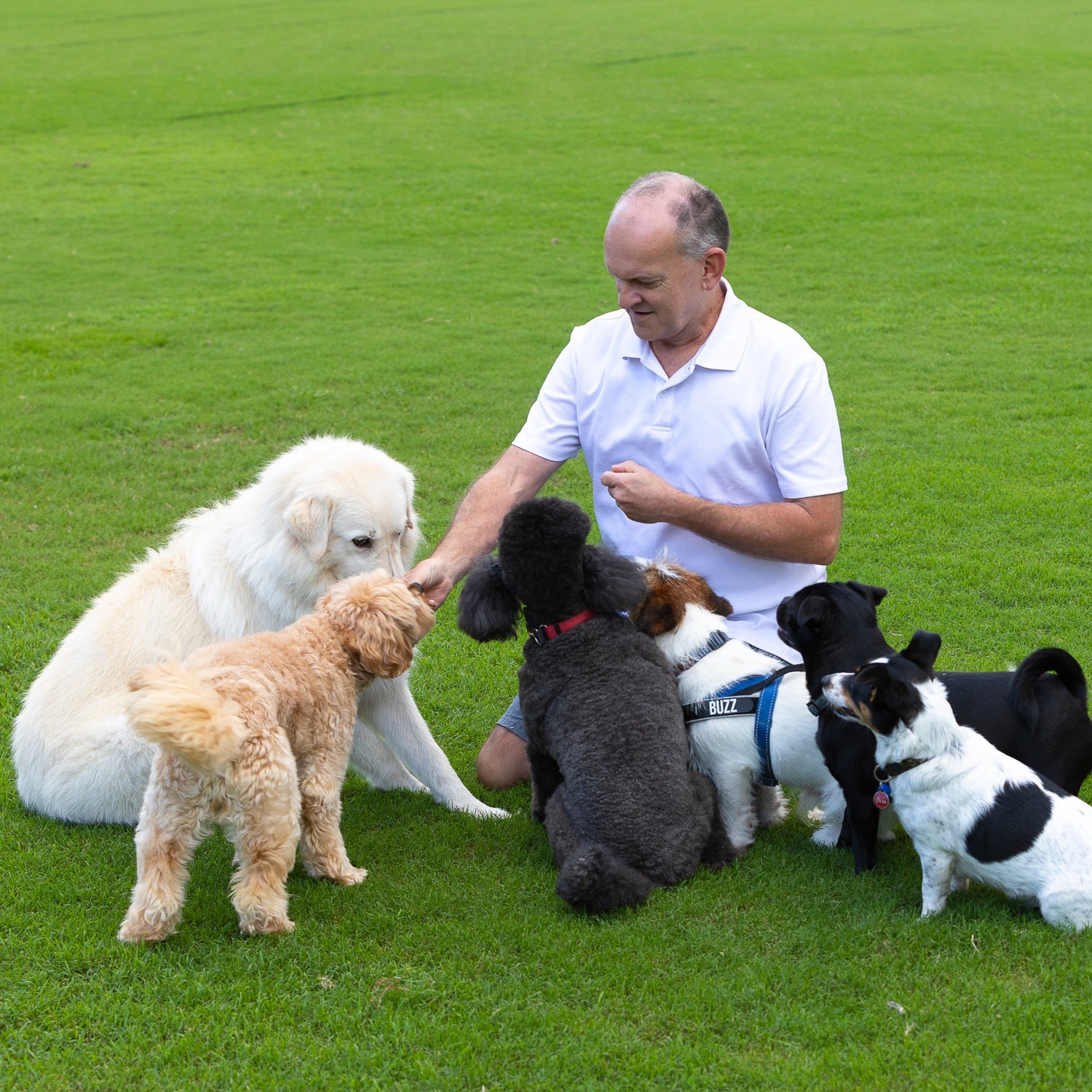 Man sitting on grass with seven dogs of various breeds.
