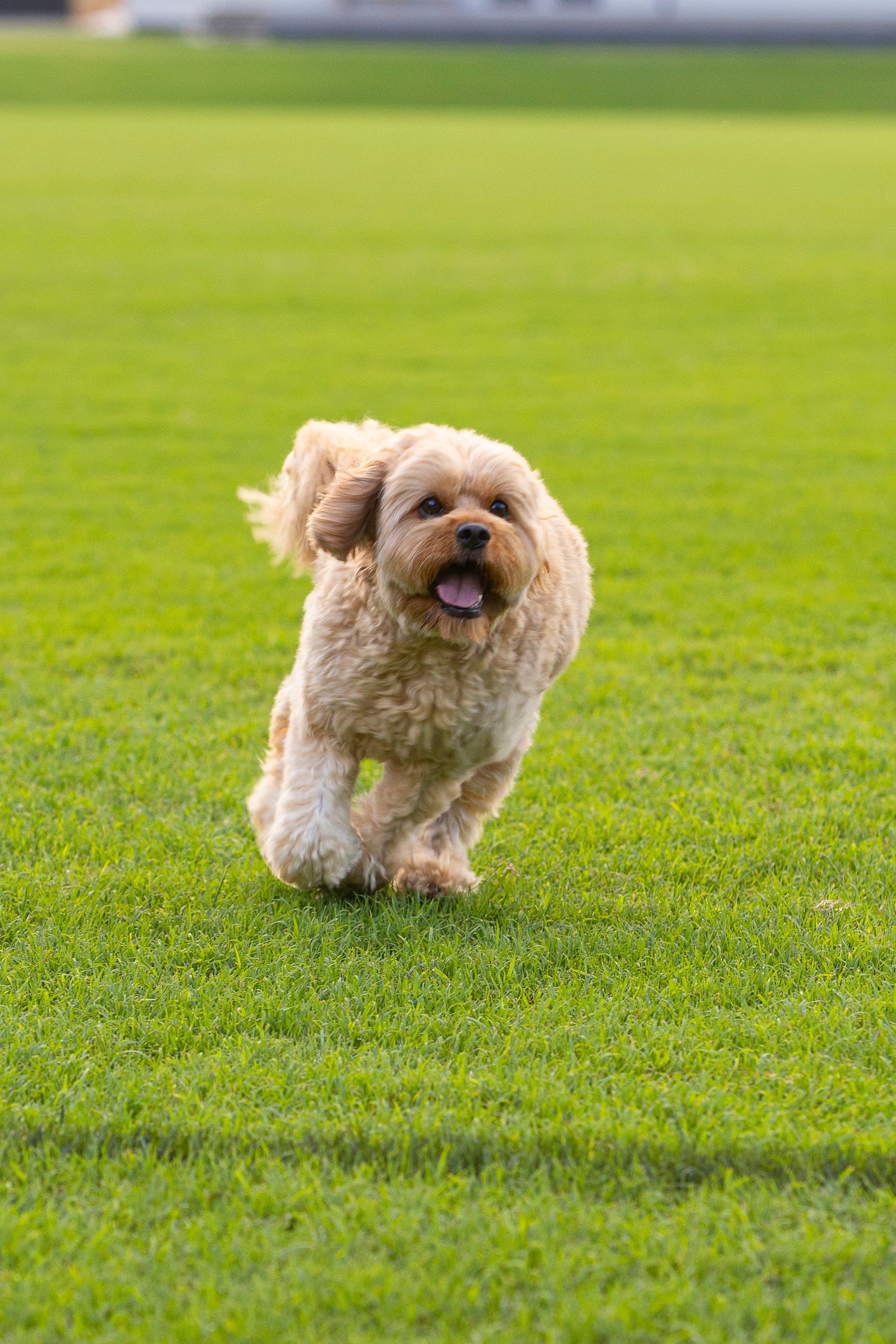 Dog running on a grassy field
